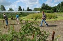 Rozemarijn werken in de tuin